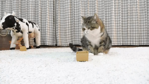1507831147215381993.gif