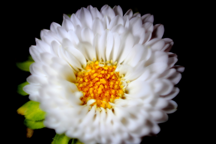 Astrochka - My, Canon, Canon EF 50mm f18 II, , Macro, Macro photography