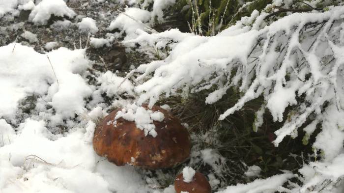 About national features of mushroom picking - My, Mushrooms, Winter, Driver, Collection, Resourcefulness