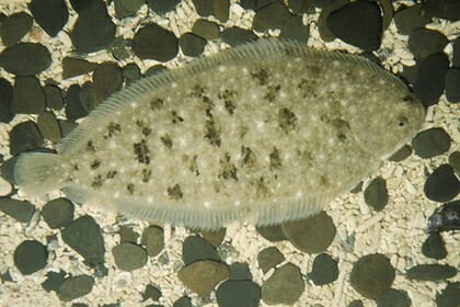 Рыба запрыгнула в горло поцеловавшему ее рыбаку