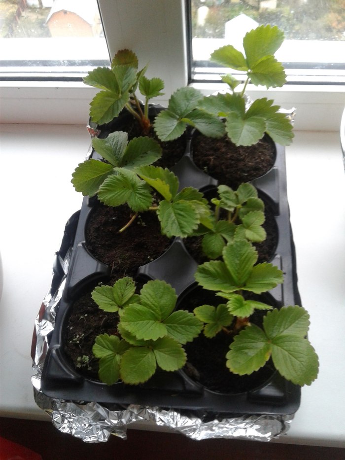 Remontant strawberries on the windowsill - My, Strawberry, Pepper, Vegetable garden on the windowsill, Longpost