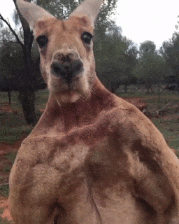 Here's who to fear in Australia. - Kangaroo, Australia, GIF