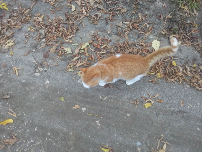 Neighbor cat - My, cat, Longpost, Redheads