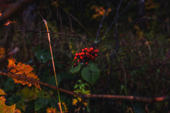 Autumn is in full swing... - My, Photographer, The photo, Rowan, Autumn, Photoshop, League Photos, After the rain