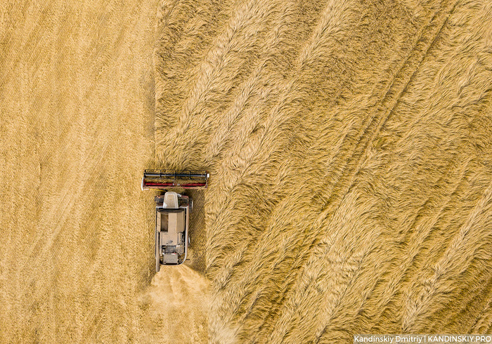 Harvest. - The photo, Harvest, Wheat, Harvest