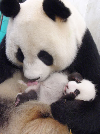 How pandas are born - Panda, Birth, baby, Longpost