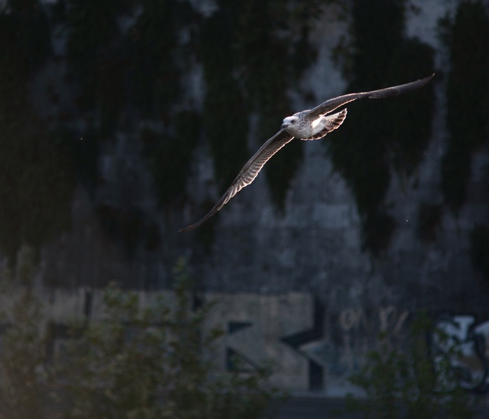 Gull - Seagulls, My, Nikkor 70-210 f4, Nikon d7000, The photo