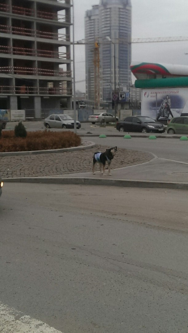 Екатеринбург найден пес