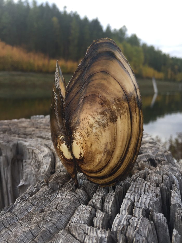 Here is such a double-leaf miracle found in our rivers :) - Nature, Clam, My