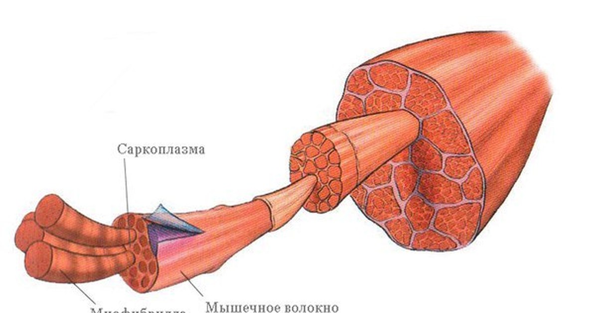 Мышца мышечное волокно. Миофибриллы мышечного волокна. Миофибриллярная гипертрофия мышечных волокон. Саркоплазма мышечного волокна. Типы гипертрофии мышечных волокон.