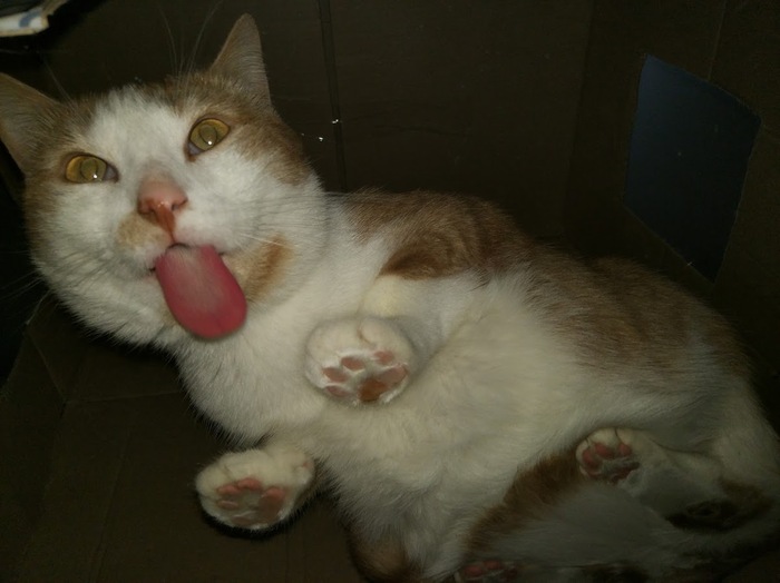 Я кот, я ничего не хочу, я просто лижу стекло!