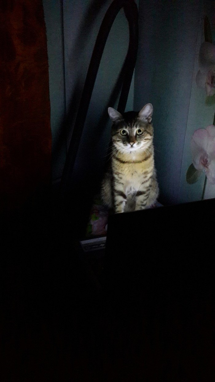 cat in front of laptop - My, cat, Cat with lamp, Nearly, , Ears on the crown, 