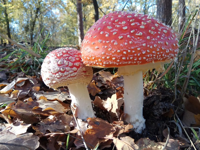 Mushrooms - My, Mushrooms, Photo on sneaker