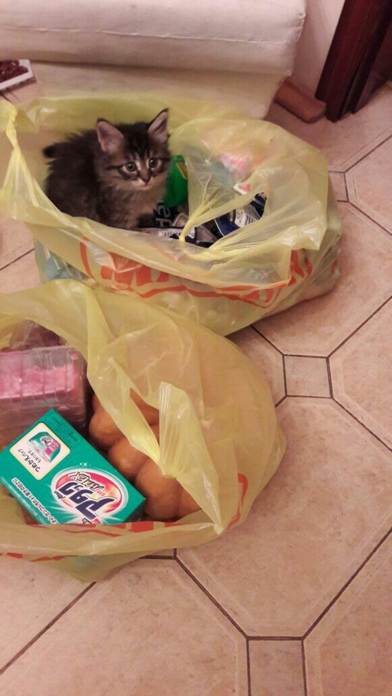 When successfully went to the store. - My, Purchase, cat, Maine Coon