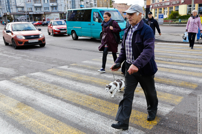 The smartest cat in Kaliningrad - The smartest, , Milota, Video, Longpost, cat