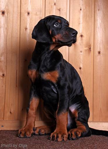 Doberman in good hands! - My, Doberman, In good hands, Pet, Dog, Mestizo, Kindness, Longpost, Pets