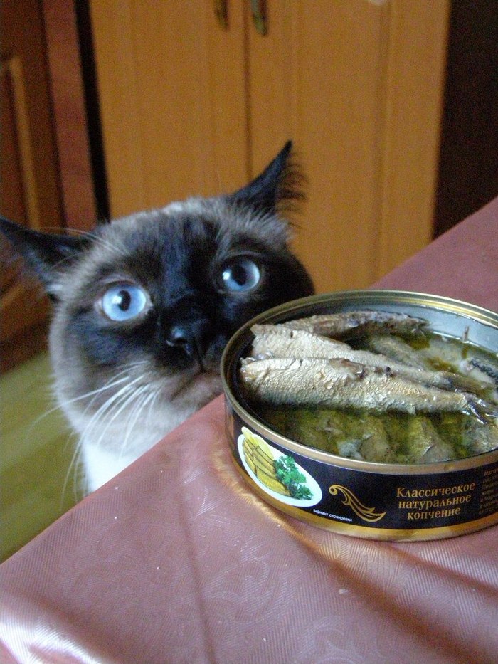 Monsieur, can I talk to you about fish? - Excerpt, A fish, cat, Homemade, The photo, Hunger
