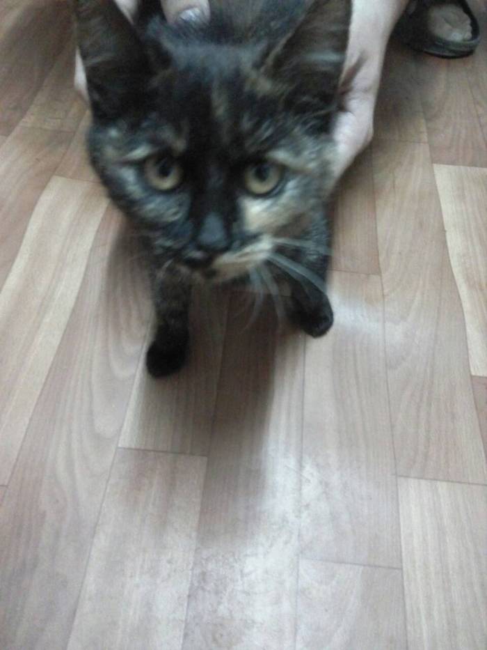 The cat is looking for a home. - My, cat, , Moscow, Volgograd, Longpost