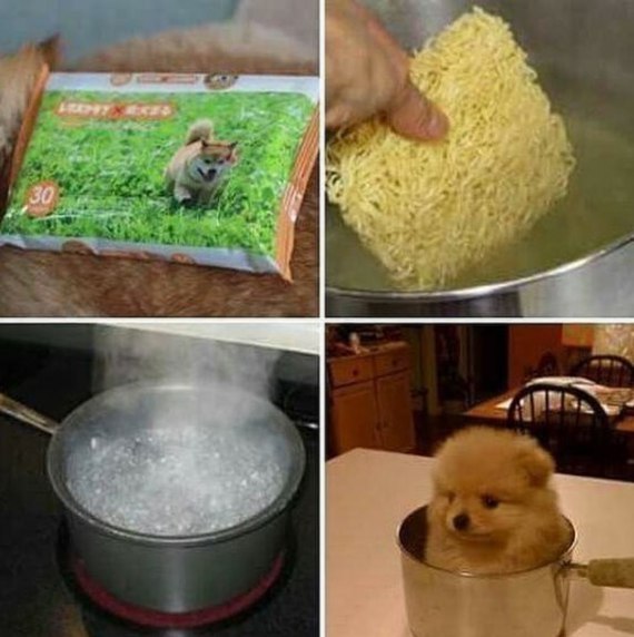 Korean noodles - Noodles, Корея, Dog