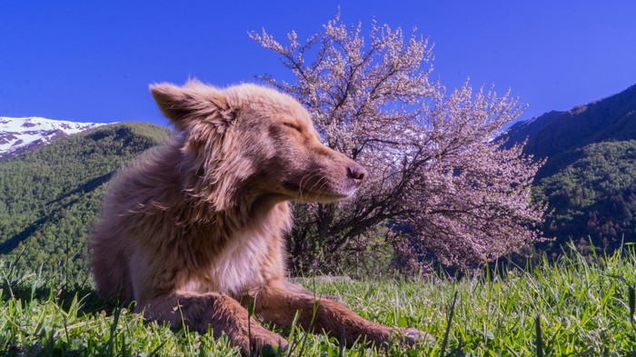Spring and dog - My, Dog, Spring, The mountains, Color