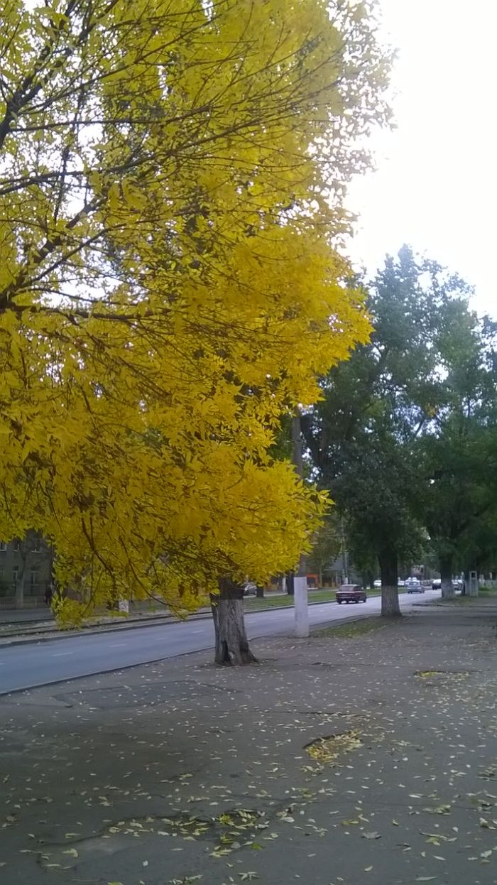 Таки пришла осень в Одессу... - Моё, Одесса, Осень