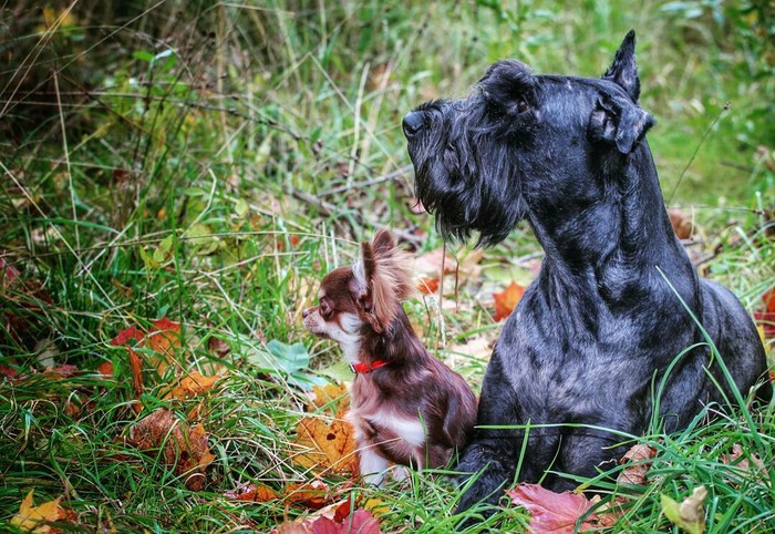 Let's step into autumn - My, Autumn, Dog, Giant schnauzer, Chihuahua, Animals