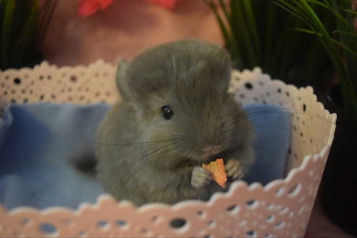 And I have delicious carrots - My, Chinchilla, Fluffy, Carrot, Pusya, Milota, Children, Basket