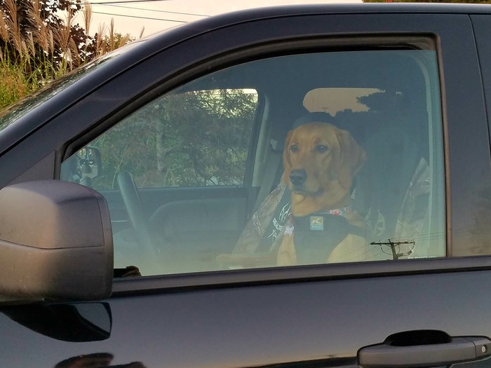 In the store's parking lot - My, Dog, Parking, Score, Hello reading tags, Cool