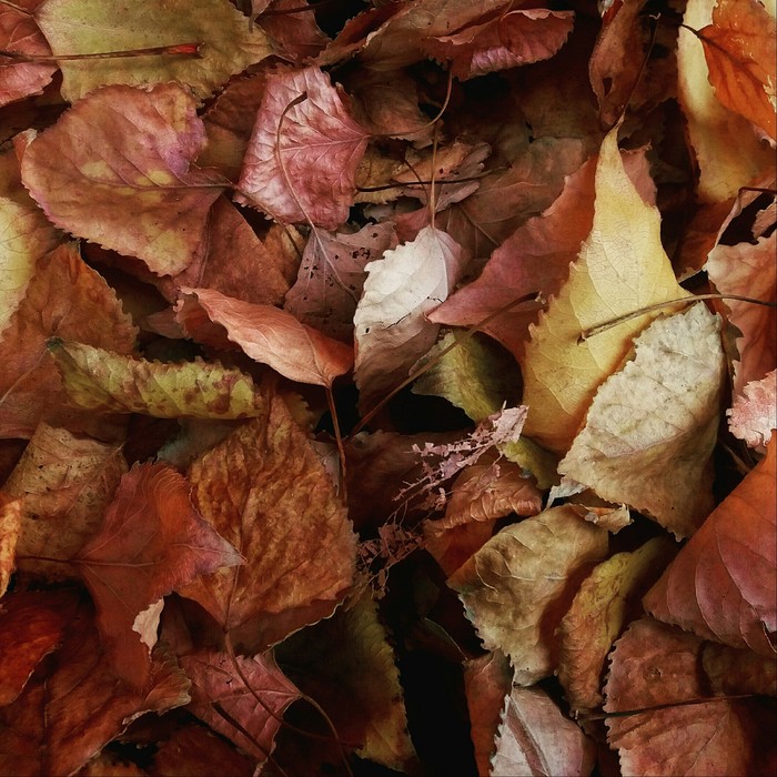 Autumn leaves - My, Leaves, Autumn leaves, Autumn, Longpost