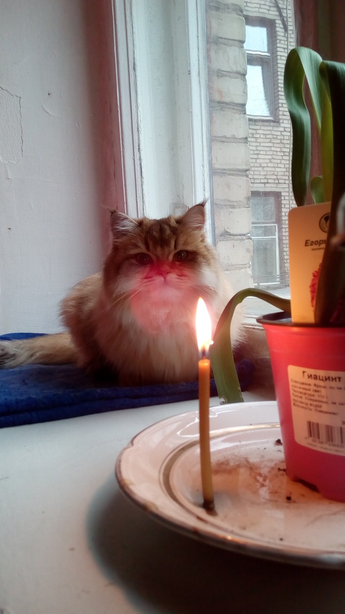 Cat (Our smaller brothers) - My, , cat, Candle