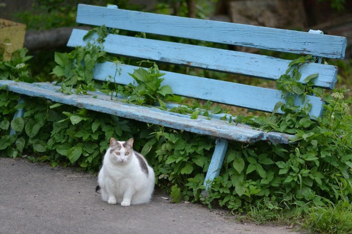 КоШАРИК - Толстый, Жирные, Кость широкая, Кот, Улица, Толстые, Лишний вес