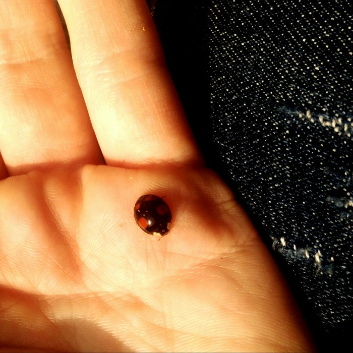 A little bit of nature - My, ladybug, beauty of nature, Autumn, The photo, Longpost