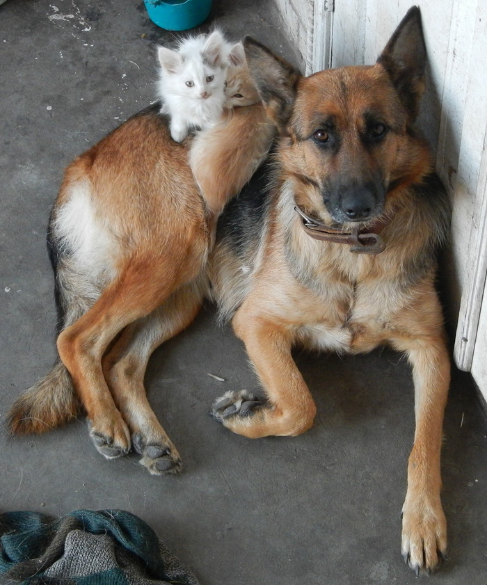 ��� ������