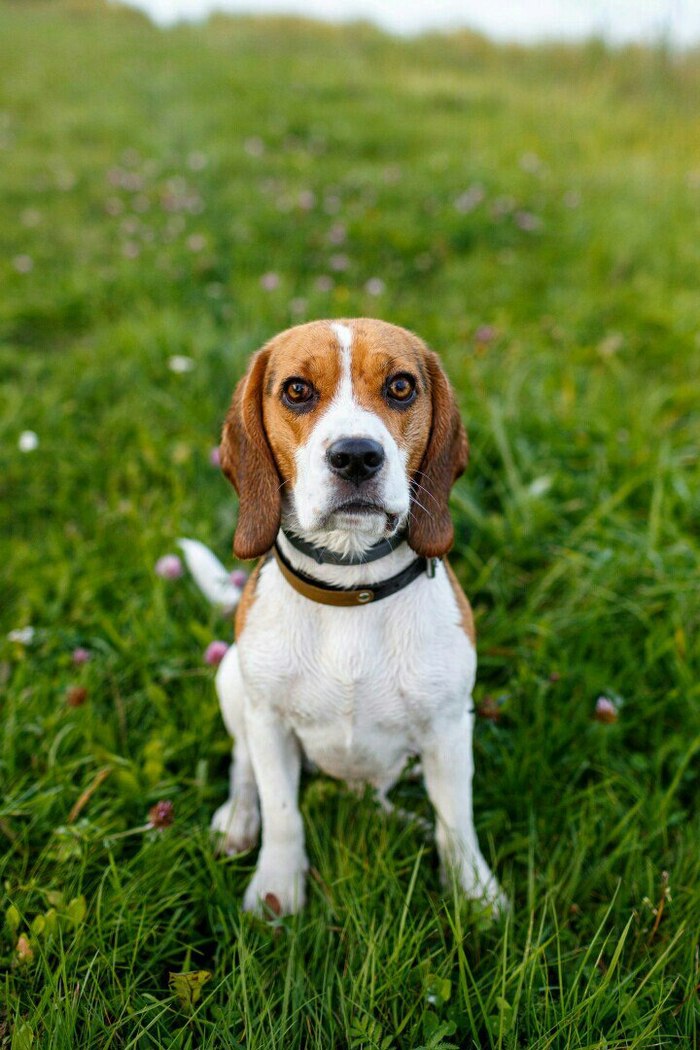 !MINSK! Missing beagle dog - My, Minsk, The dog is missing, Dog, Beagle, Help me find, Help, Longpost