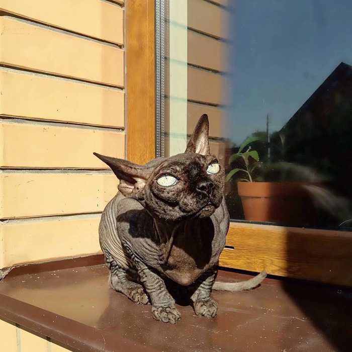 Котик греется | Пикабу