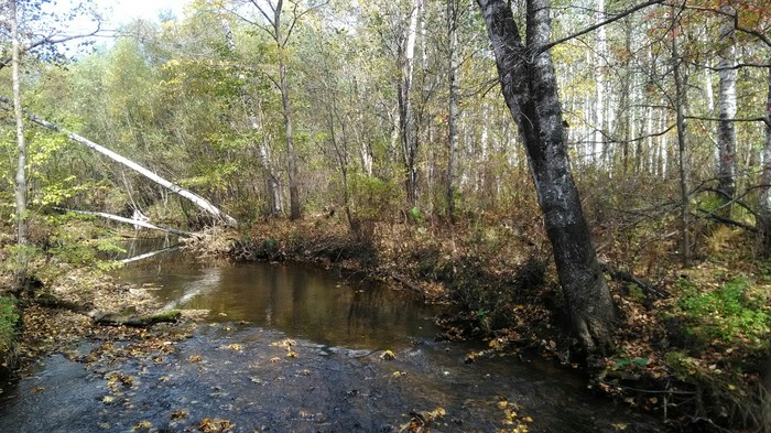 Walk through the reserve - My, Reserve, Mushrooms, Moss, Flowers, Berries, Nature, Longpost, Reserves and sanctuaries