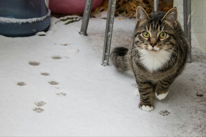 The first snow of Bublik the cat - My, cat, Bagels, Snowfall