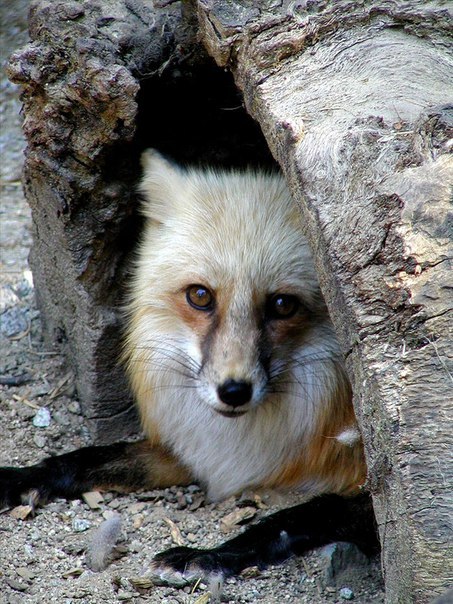 Well, you are ... come in, if that - Fox, Animals, The photo