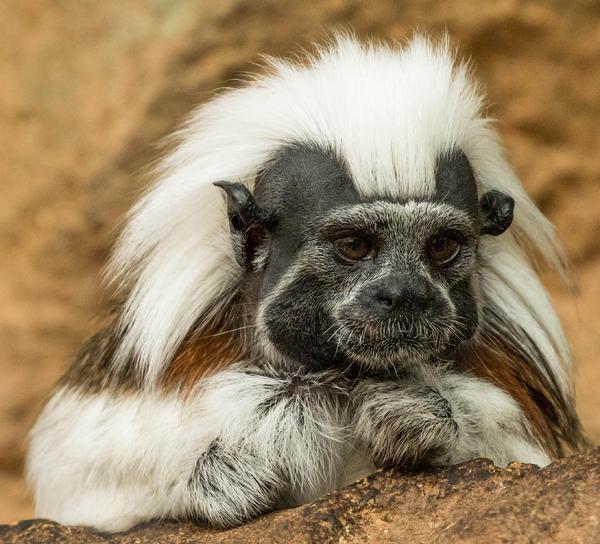 Sad - Oedipus Tamarin, Monkey, Sadness