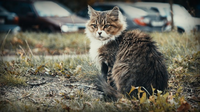 autumn cat - My, cat, The photo, Autumn, Canon 600D, Canon, Soviet optics