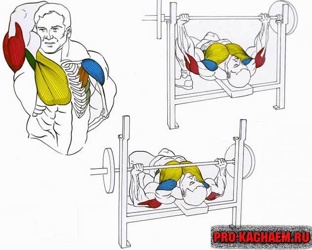 Gym. Part 1 - Bench press. - Sport, Workout, Gym, Healthy lifestyle, Health, Power, Video, Longpost