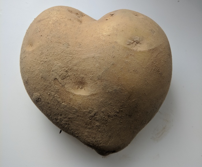 From Belarus with Love! - My, Republic of Belarus, Potato, Potatoes of Love
