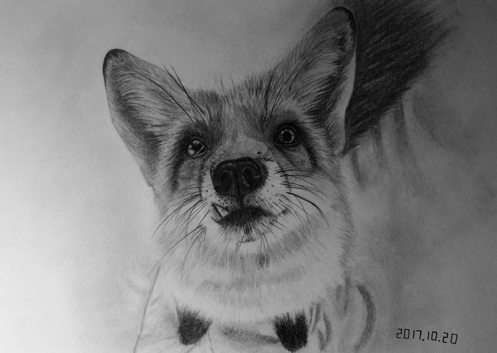 Fox with a simple pencil - My, Fox, Pencil drawing, Graphite, Longpost