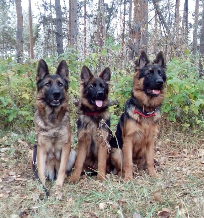 About our dogs - My, German Shepherd, Dog, Puppies, Longpost