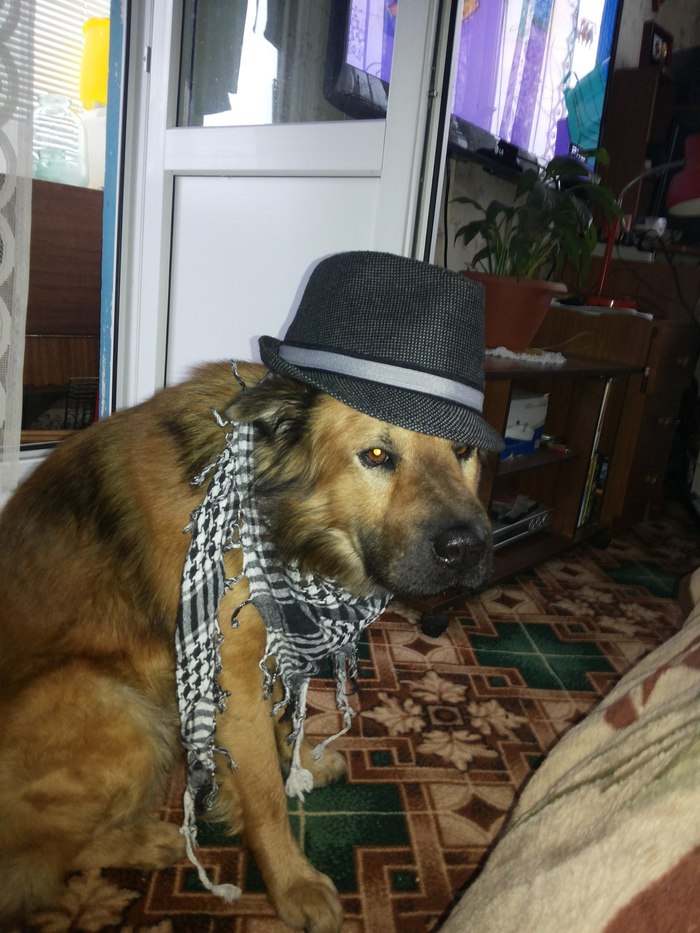 Detective - My, Dog, Pet, Hat