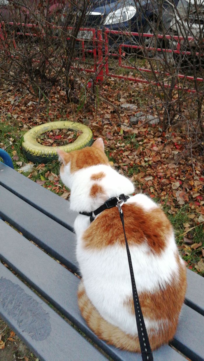 ���� ���������.