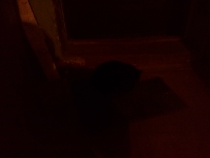 All cats are dark at night... - Black cat, Darkness, My, Entrance