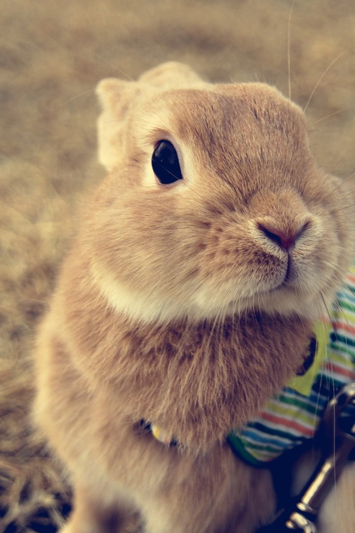 Cute post - Eared, , Rabbit