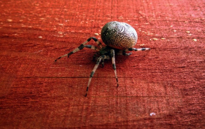 Everything that runs and crawls - My, Spider, The photo, Macro, Snail, Жуки, Ants, Longpost, Macro photography