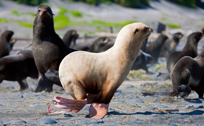 Everyone loves cats. - The photo, Fur seal, The national geographic